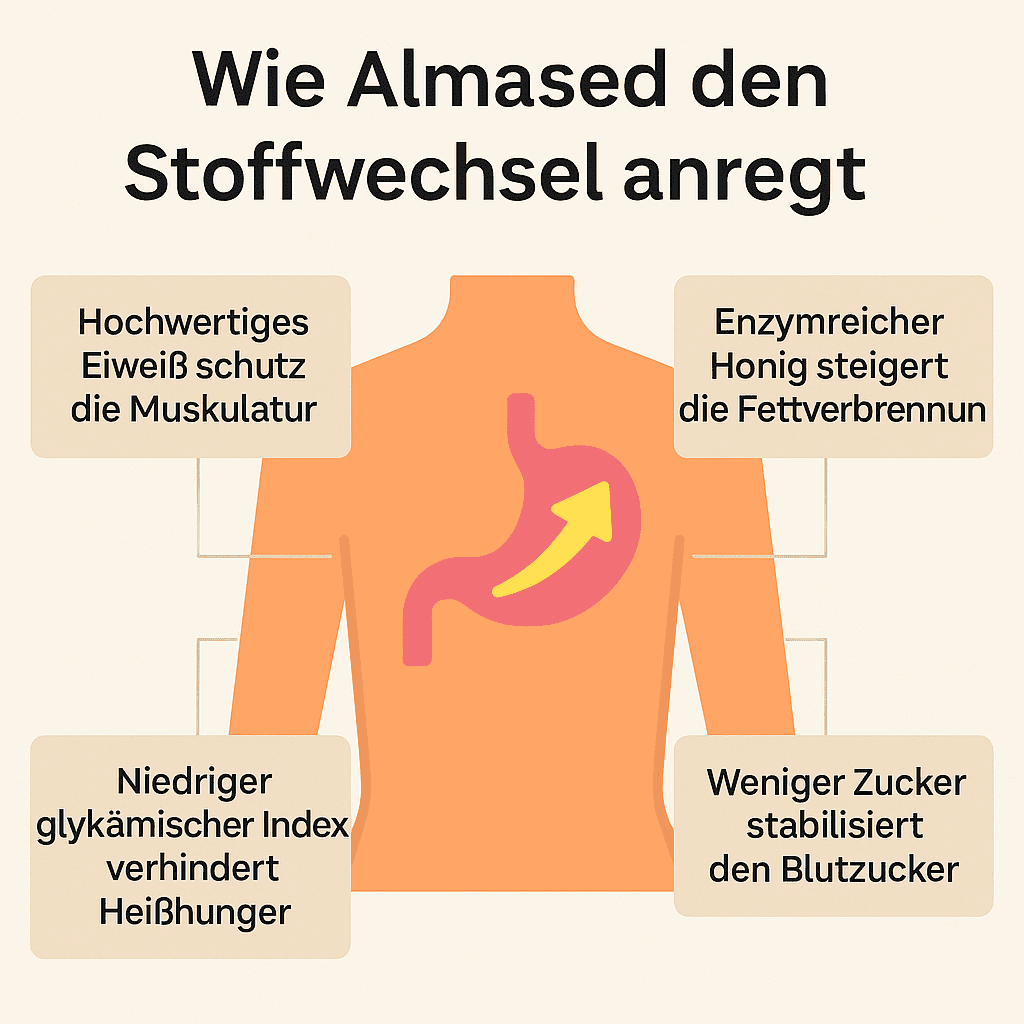 Wie Almased den Stoffwechsel anregt – Infografik